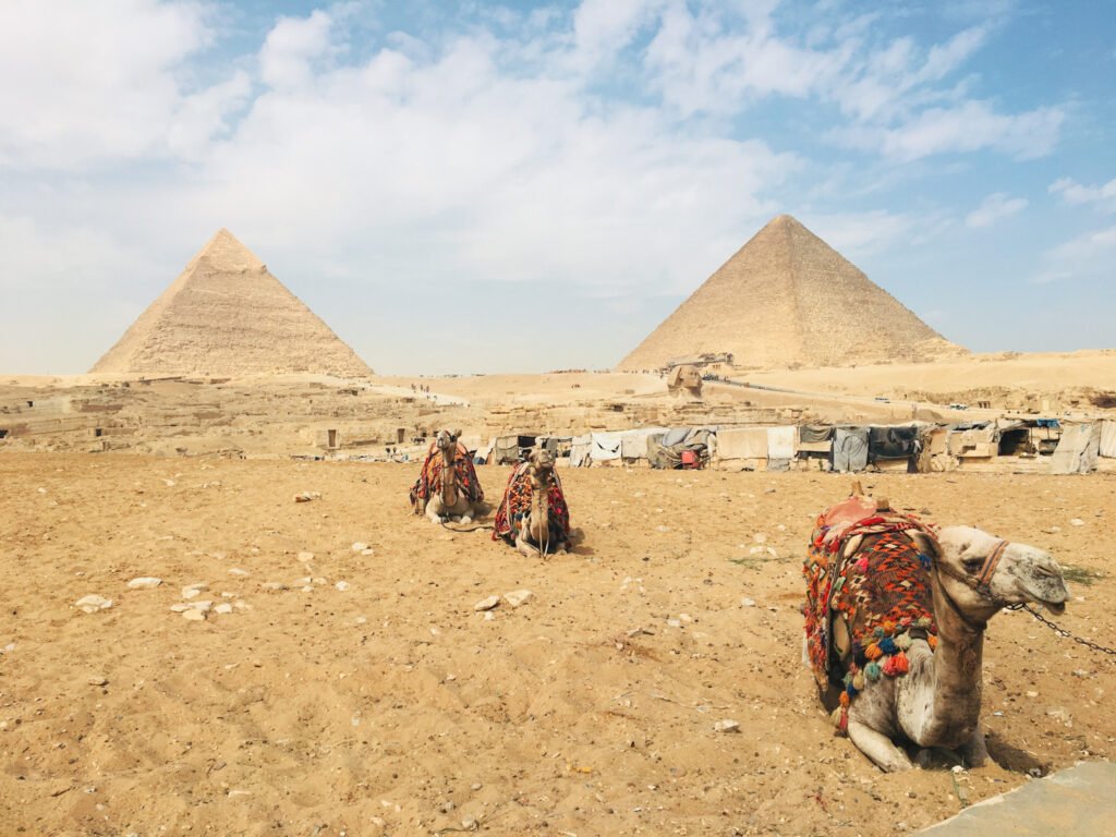 Three resting camels with a backdrop of the two pyramids and the Sphinx.