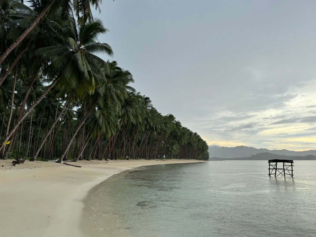 Palm trees perfectly lined up along Coconut Beach.