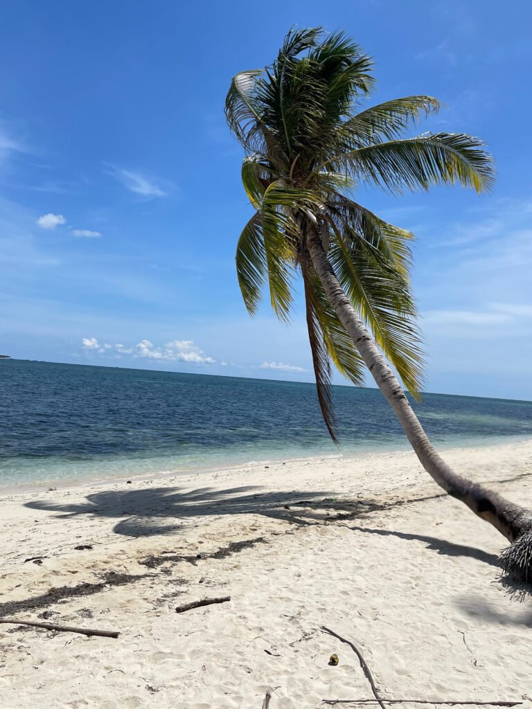 A lone palm tree along the beach of Bancalaan.