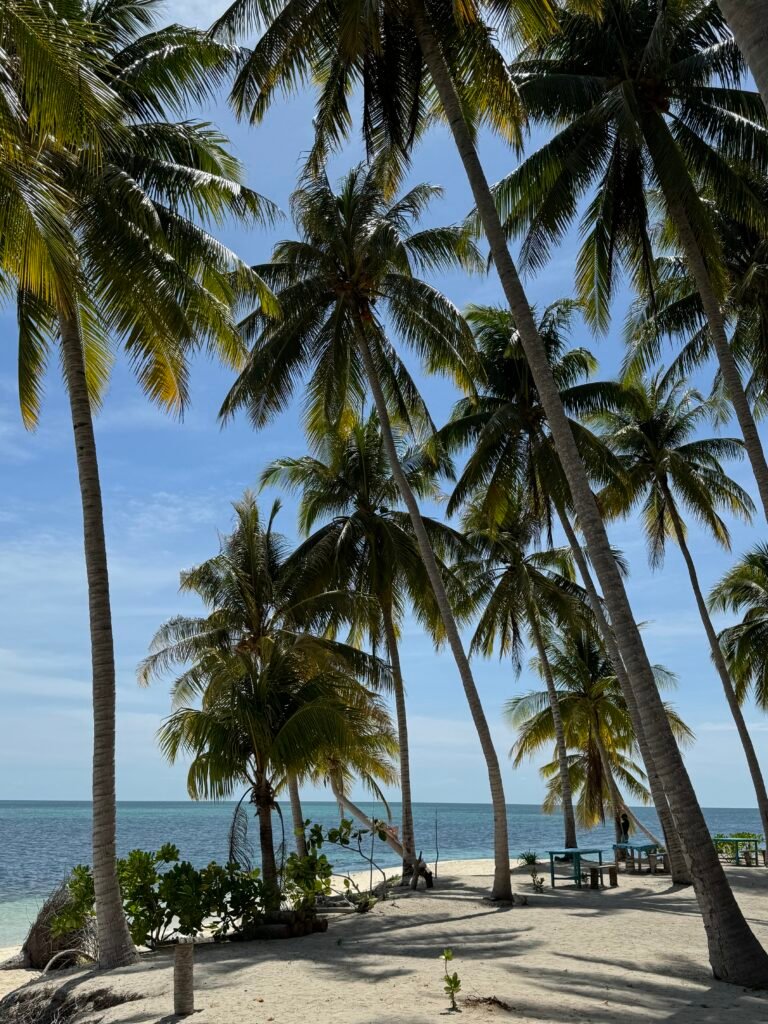 Palm trees provide shade in Bancalaan.